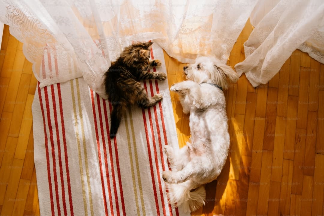 《献鱼》多久更新一次 献鱼大结局是什么？